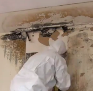 Mold Remediation Technician