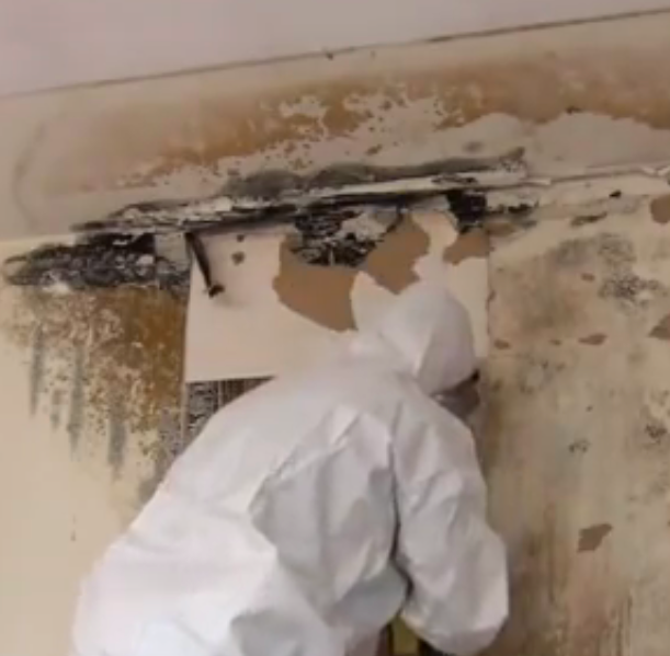 Black Mold Testing & Inspection, San Jose, CA